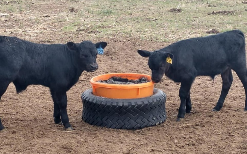 Biochar Use with Livestock and Poultry Infographic